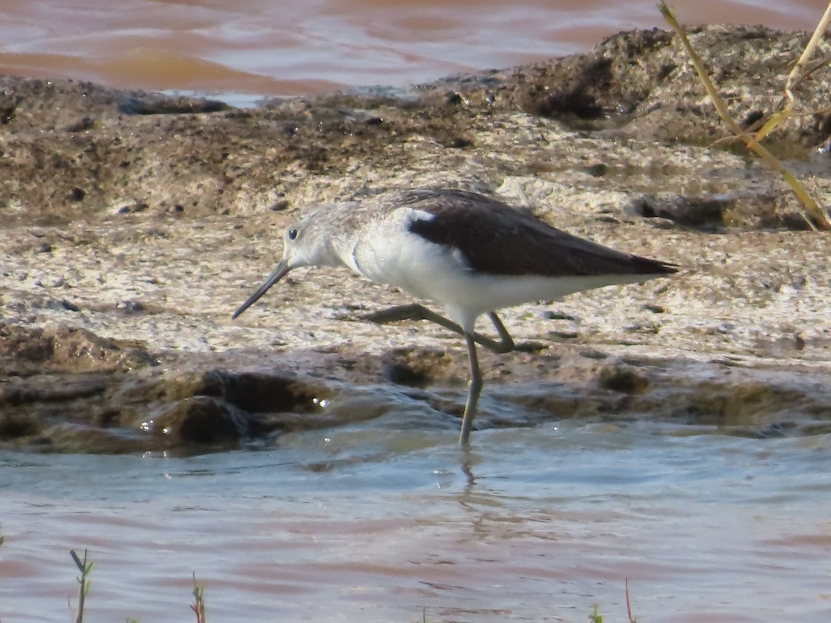 Grünschenkel - ML647816758