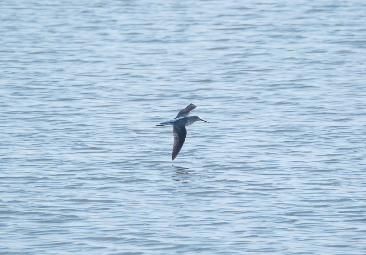 Grünschenkel - ML647816762