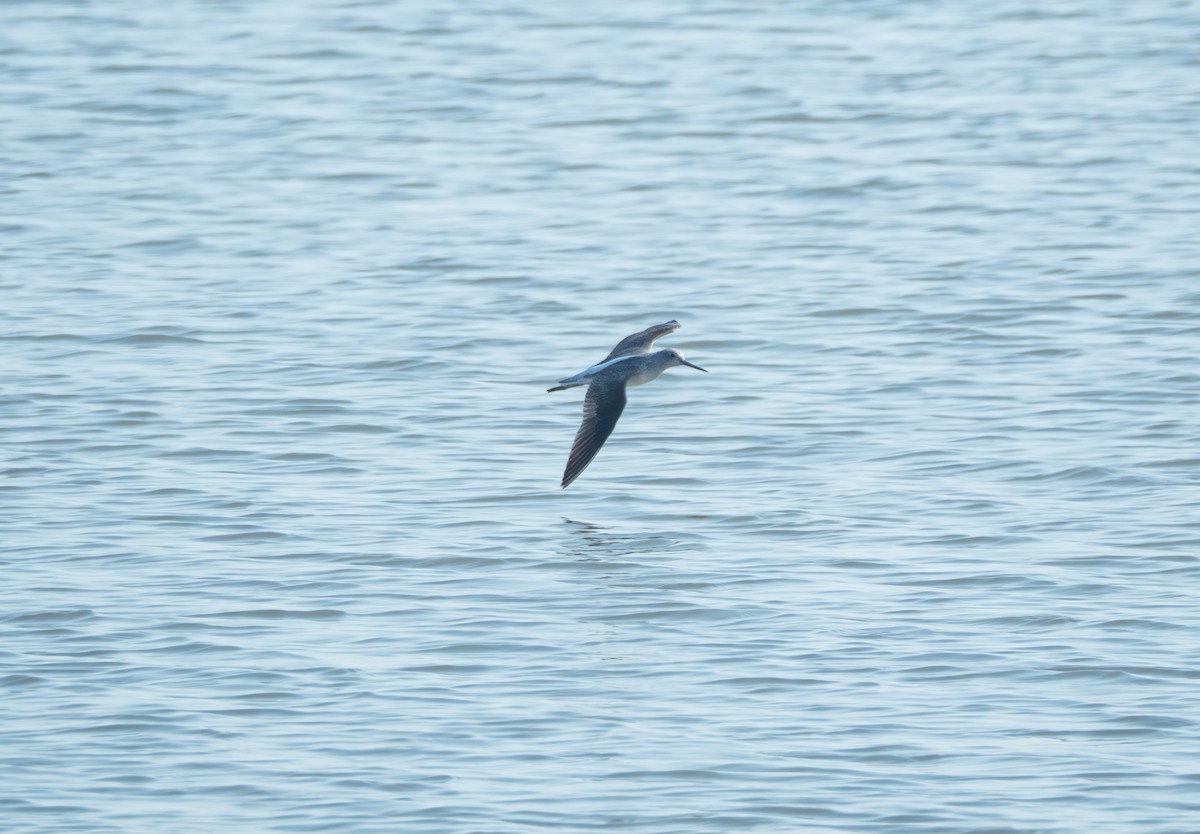 Grünschenkel - ML647816763