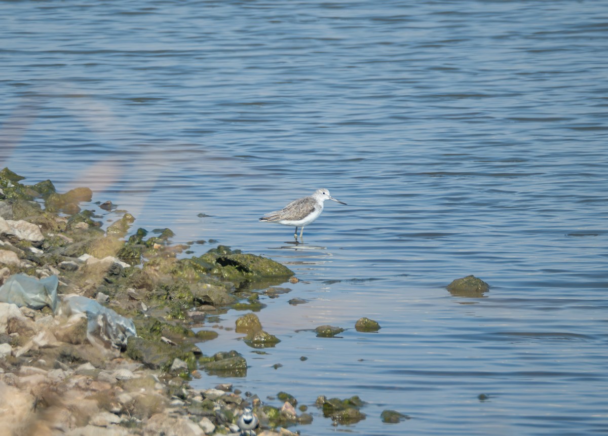 Grünschenkel - ML647816764