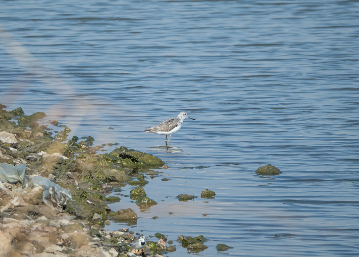 Grünschenkel - ML647816765