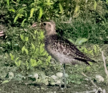 Tundra-Goldregenpfeifer - ML647816769