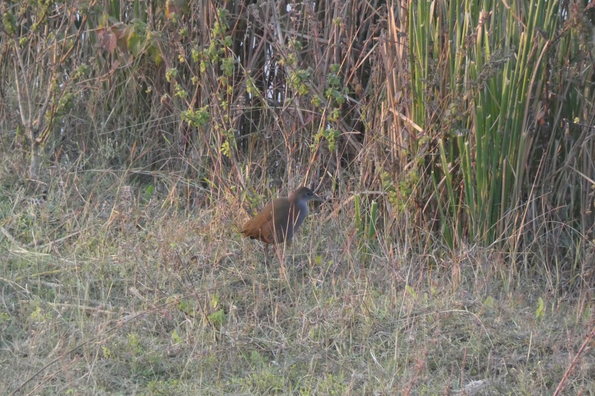 Серобрюхий погоныш - ML647816774