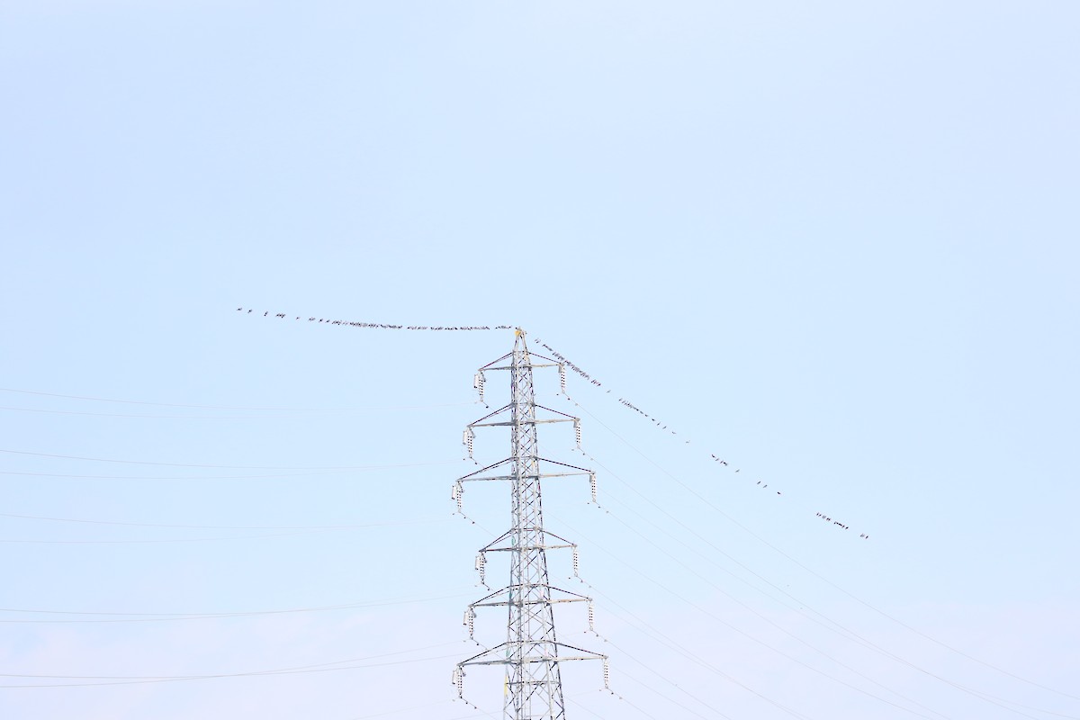 Felsentaube (Straßentaube) - ML647816775