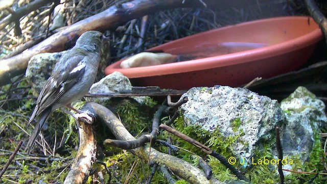 Common Chaffinch - ML647816776