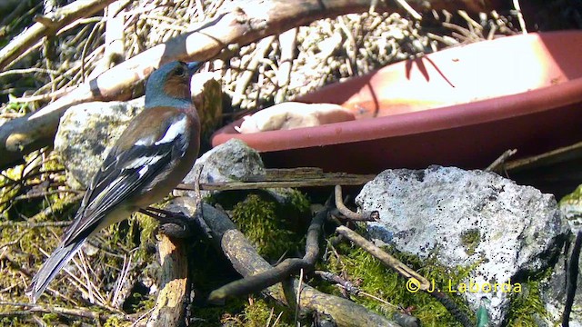 Common Chaffinch - ML647816777