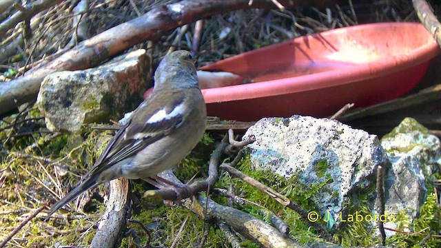 Common Chaffinch - ML647816778