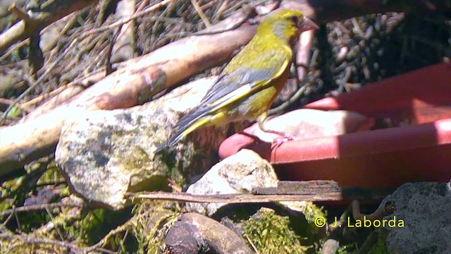 European Greenfinch - ML647816782