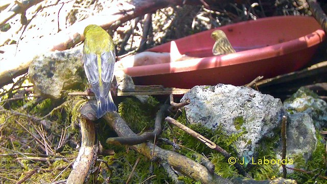 European Greenfinch - ML647816783