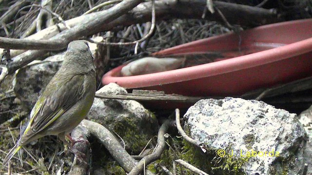 European Greenfinch - ML647816784