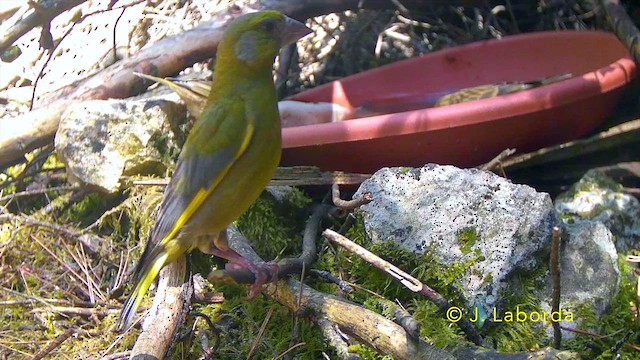 European Greenfinch - ML647816785