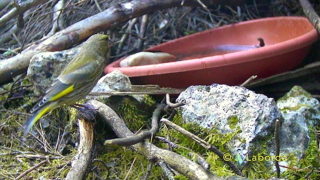 European Greenfinch - ML647816786