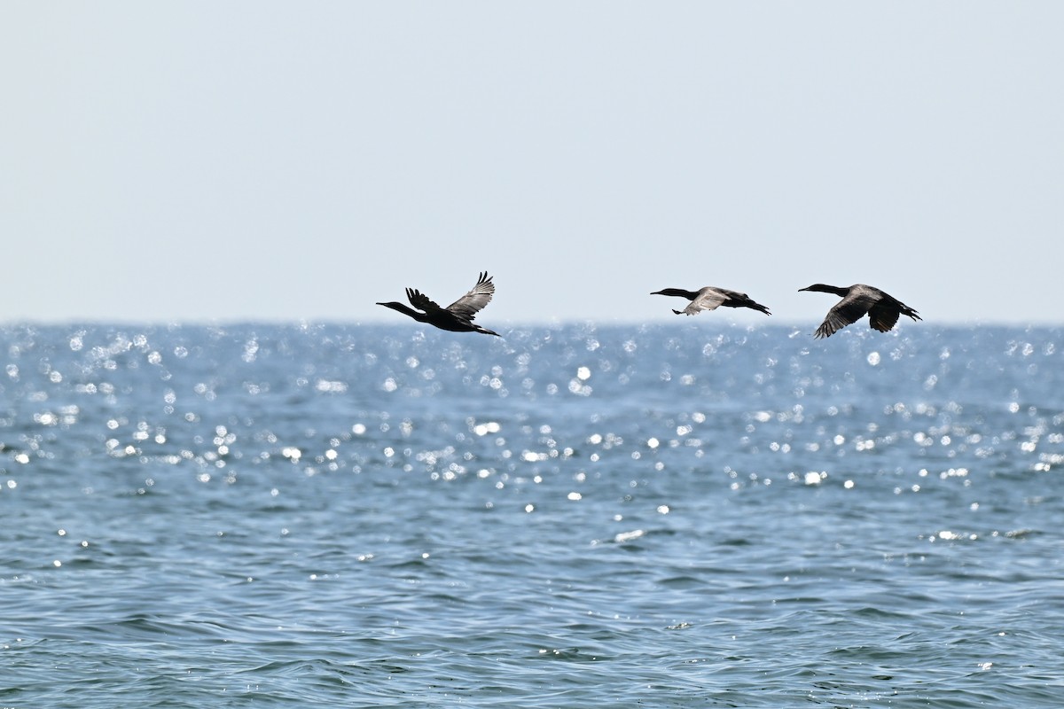 Socotra Cormorant - ML647816788