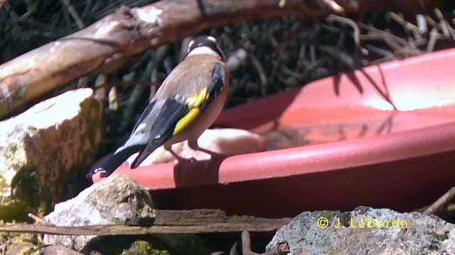 European Goldfinch - ML647816790