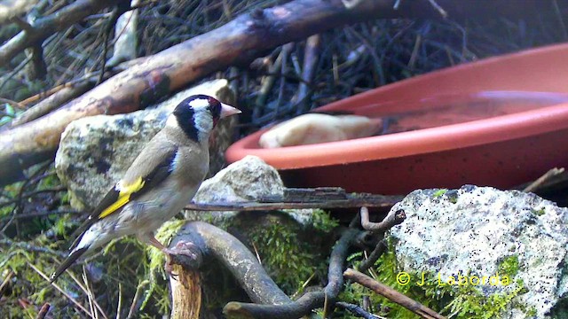 European Goldfinch - ML647816791