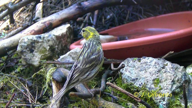 European Serin - ML647816794