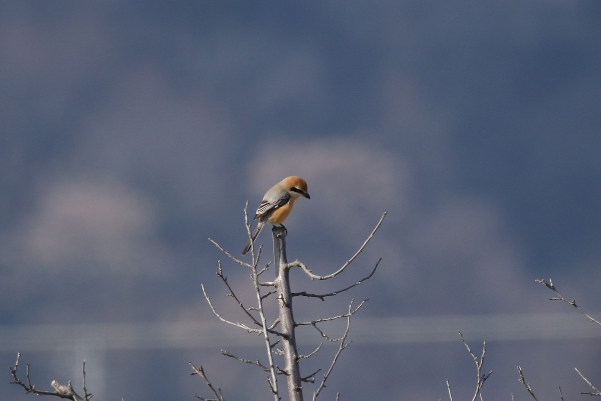 Bull-headed Shrike - ML647816795