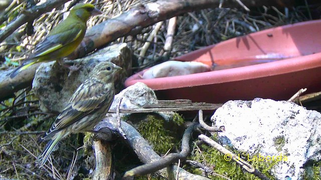 European Serin - ML647816796