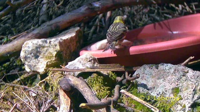 European Serin - ML647816797