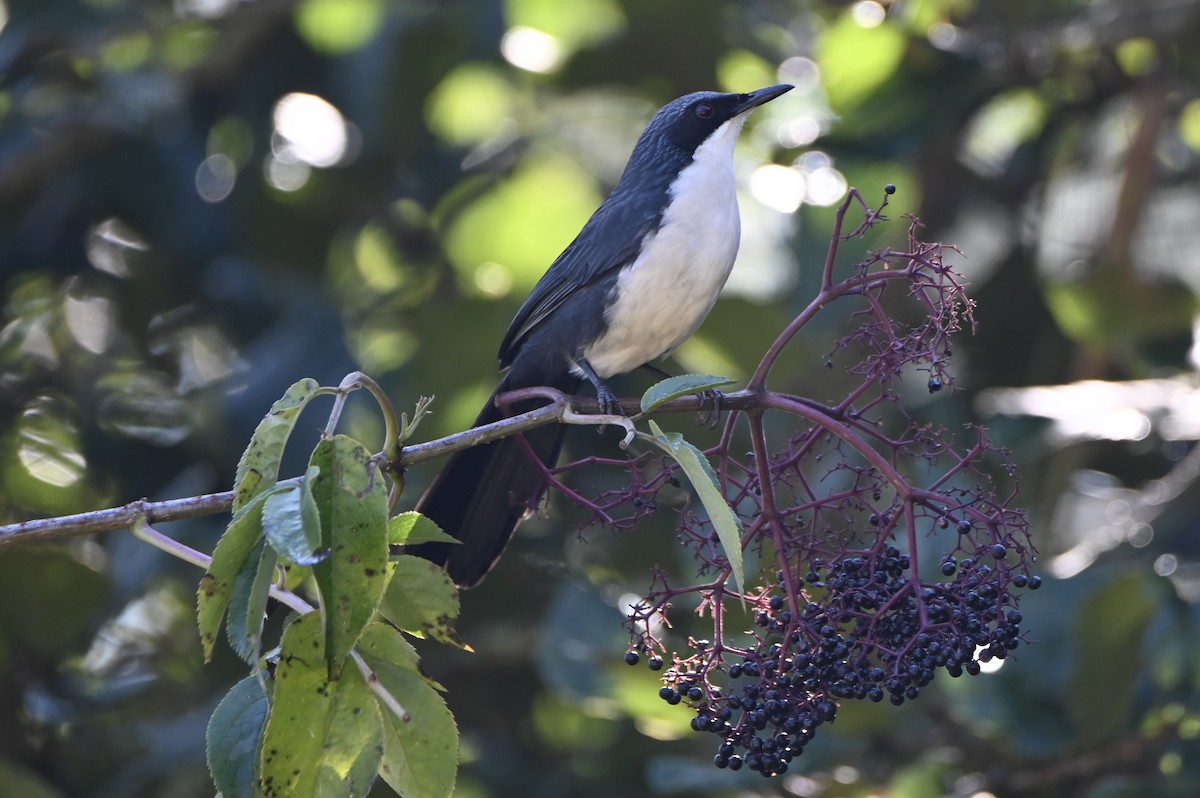 Blue-and-white Mockingbird - ML647816798