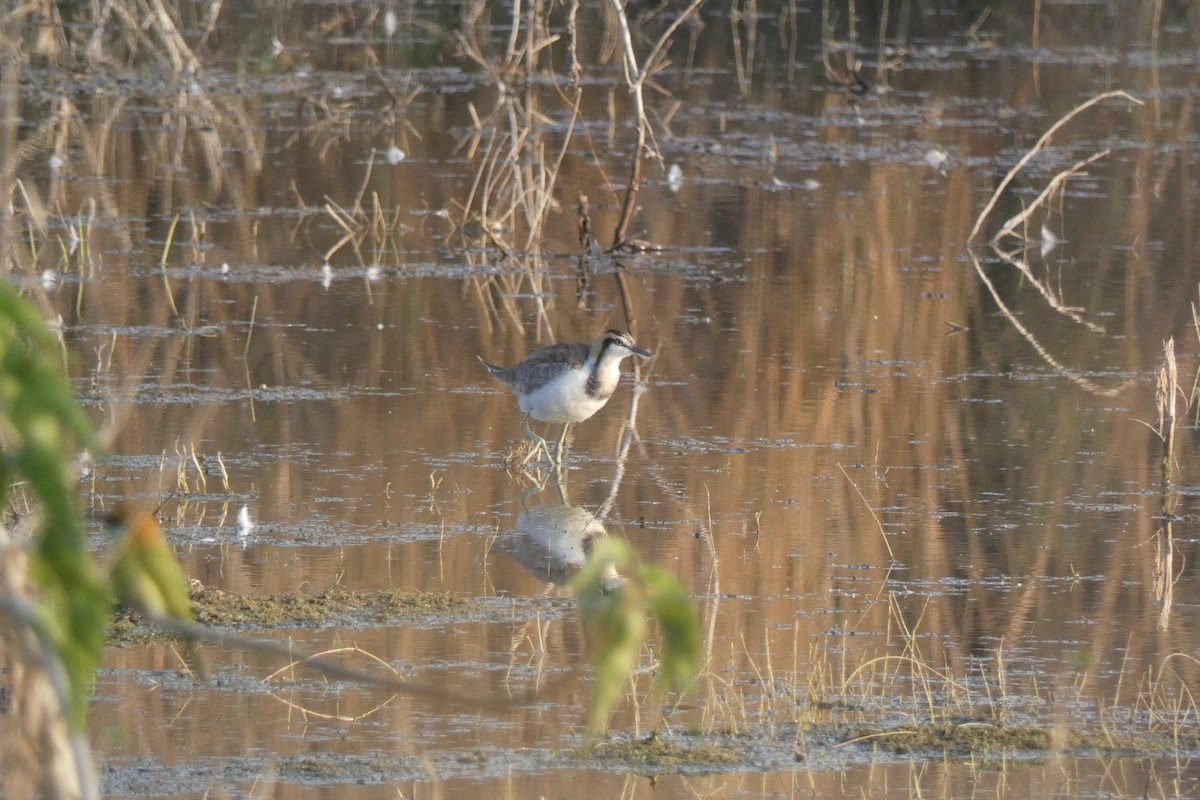 fasanbladhøne - ML647816800