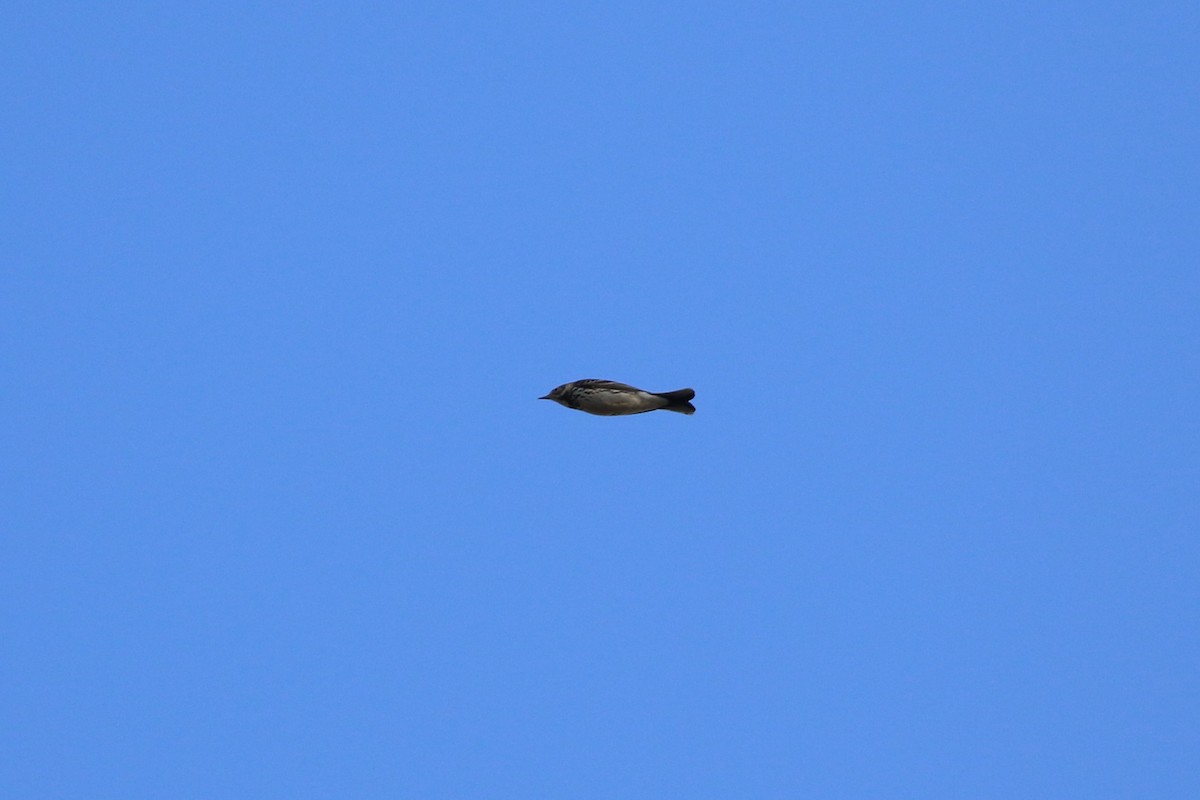 Siberian Pipit - ML647816802