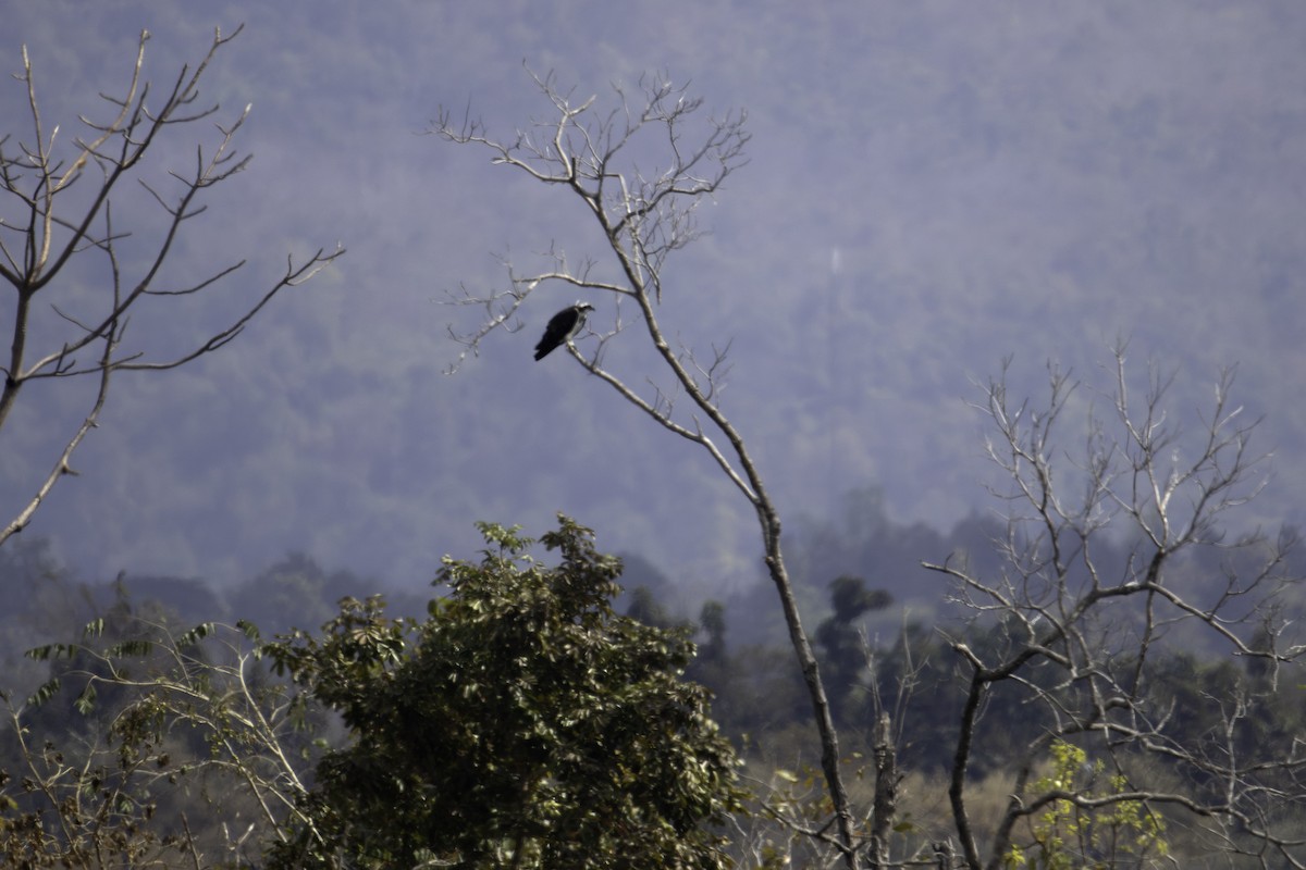 Скопа - ML647816808