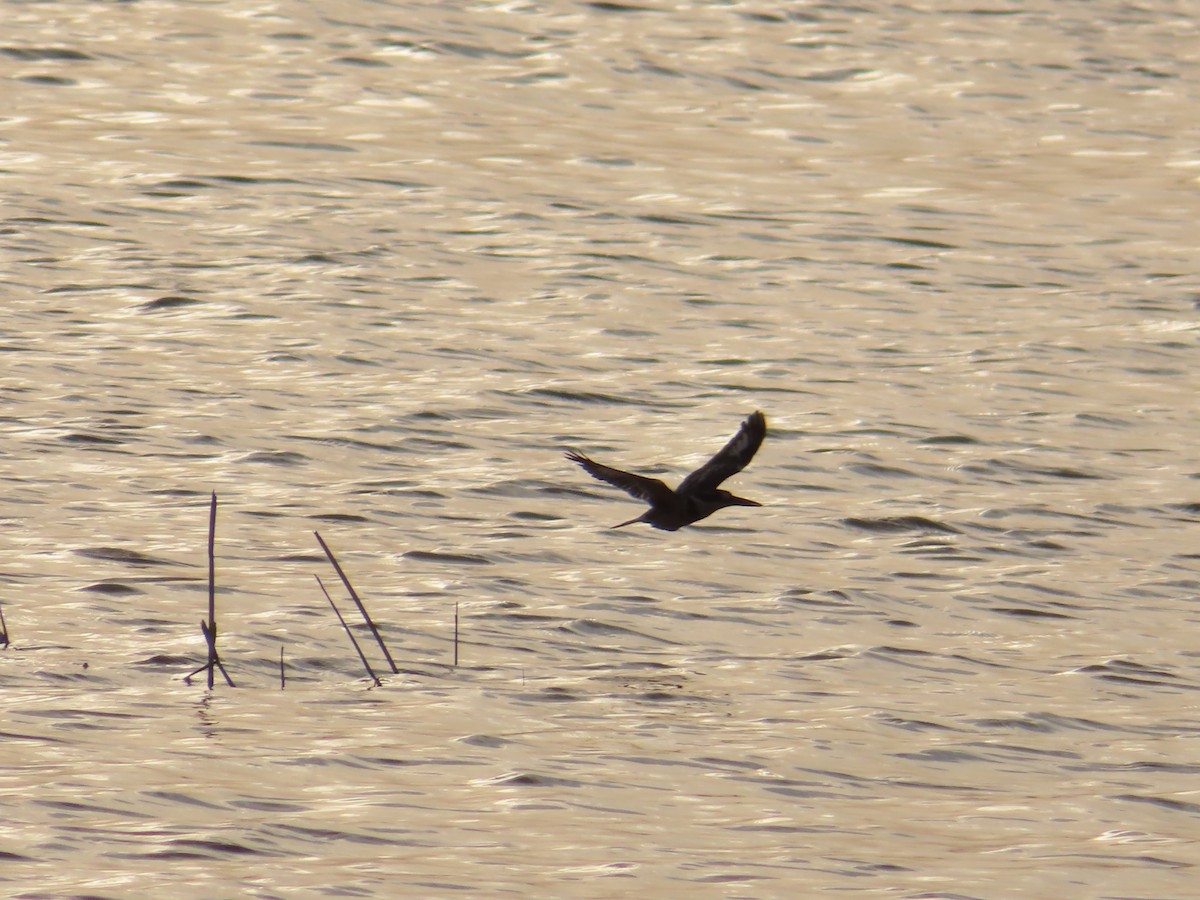 Малый пегий зимородок - ML647816813