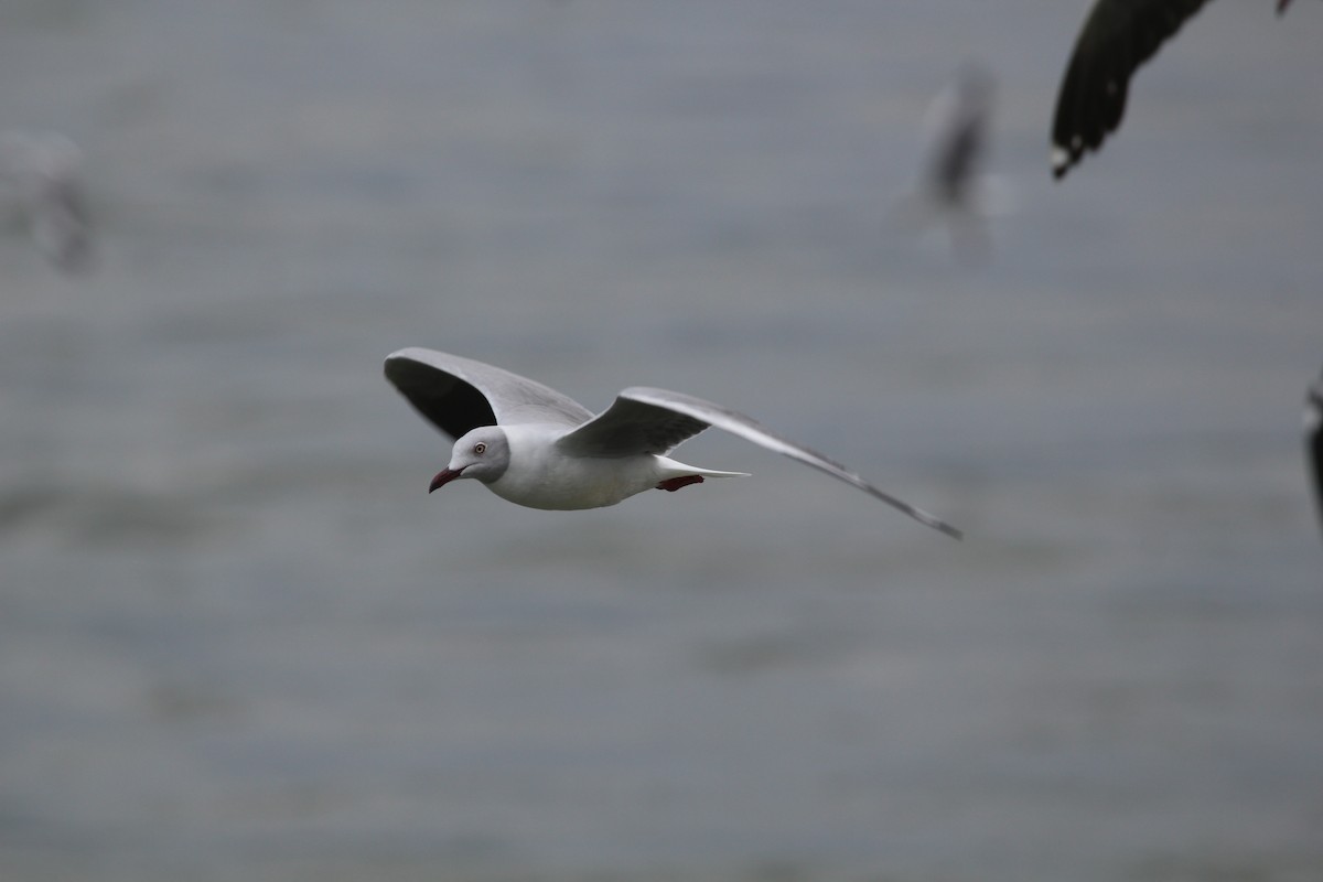 Сероголовая чайка - ML647816816