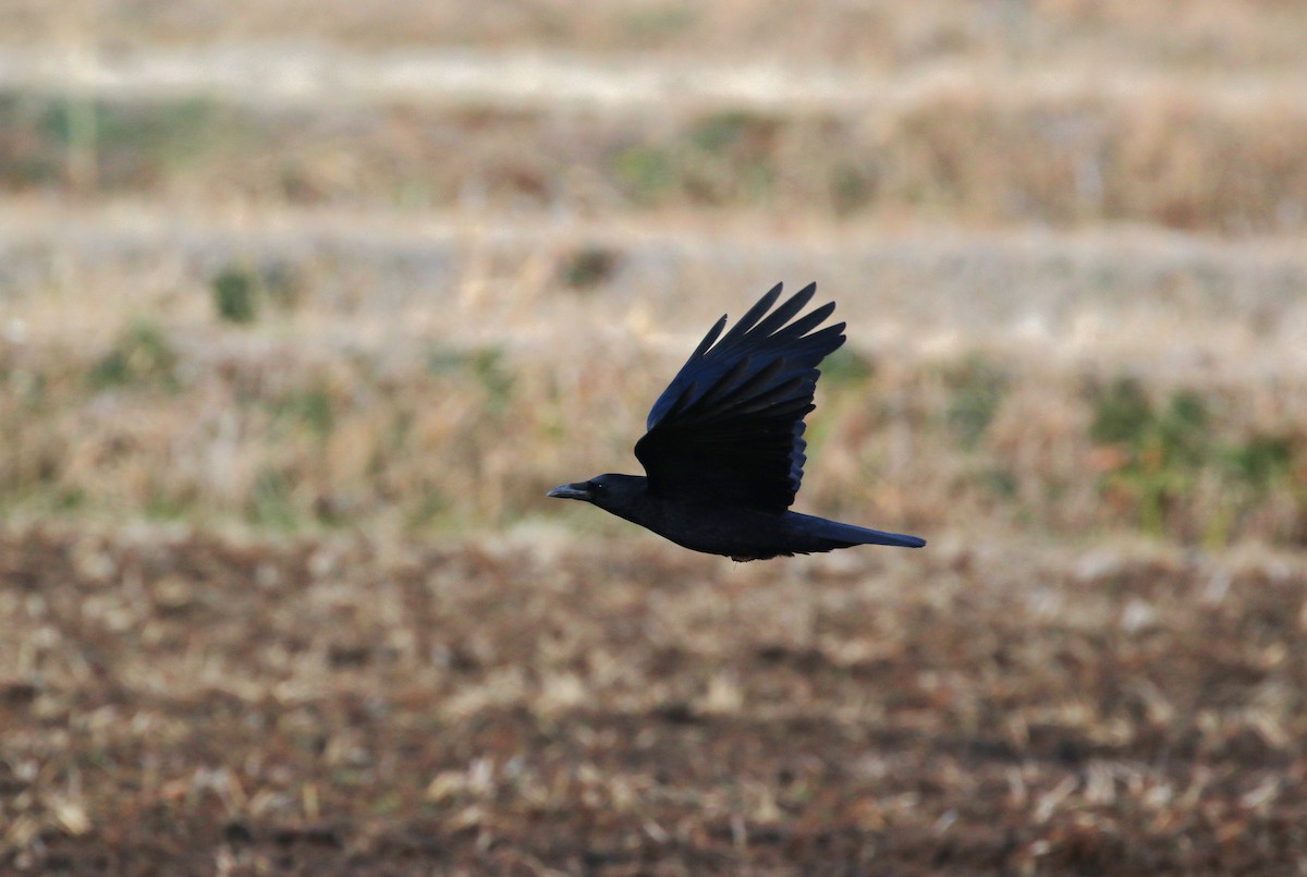 Чёрная ворона (orientalis) - ML647816819