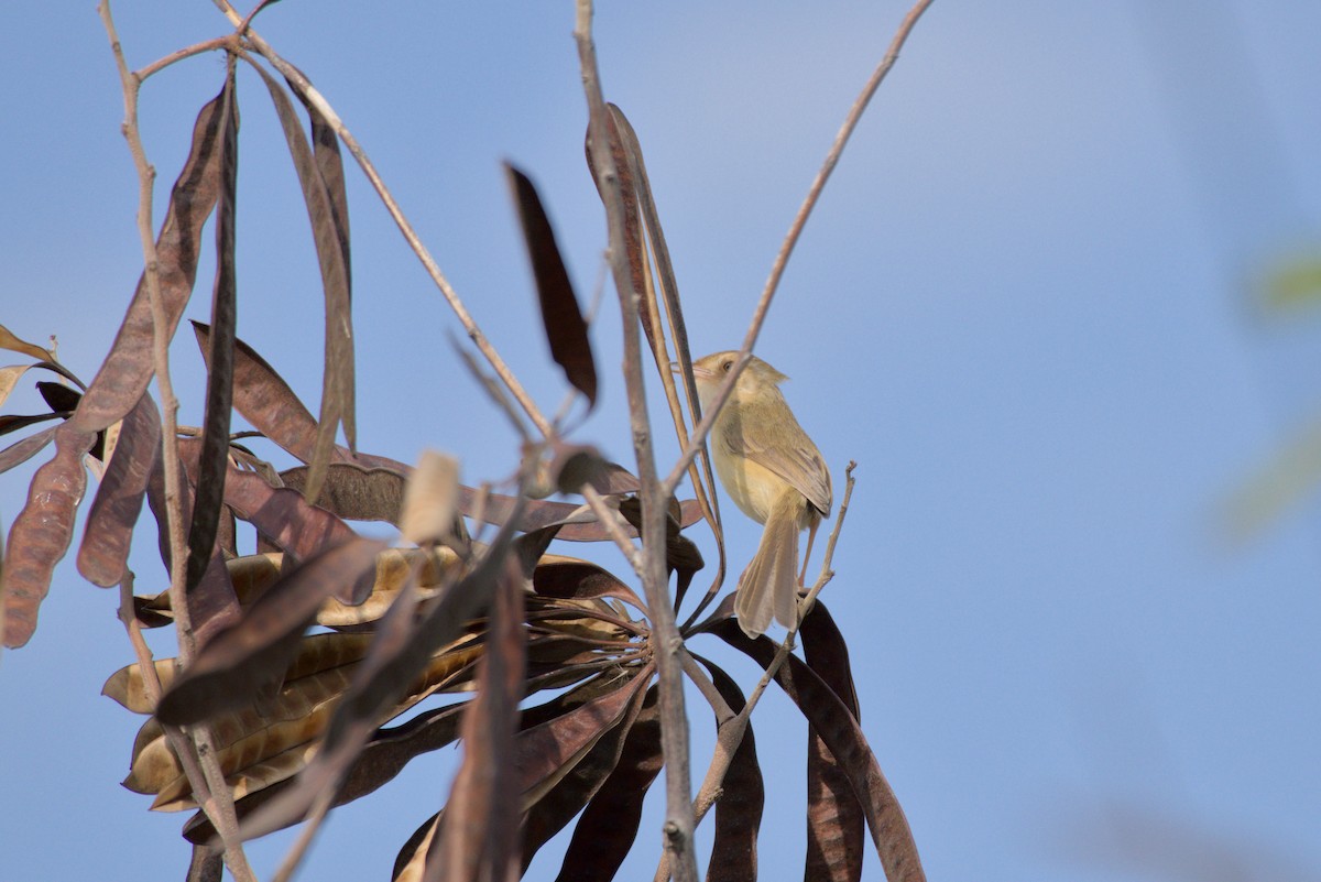 Буроголовая приния - ML647816820