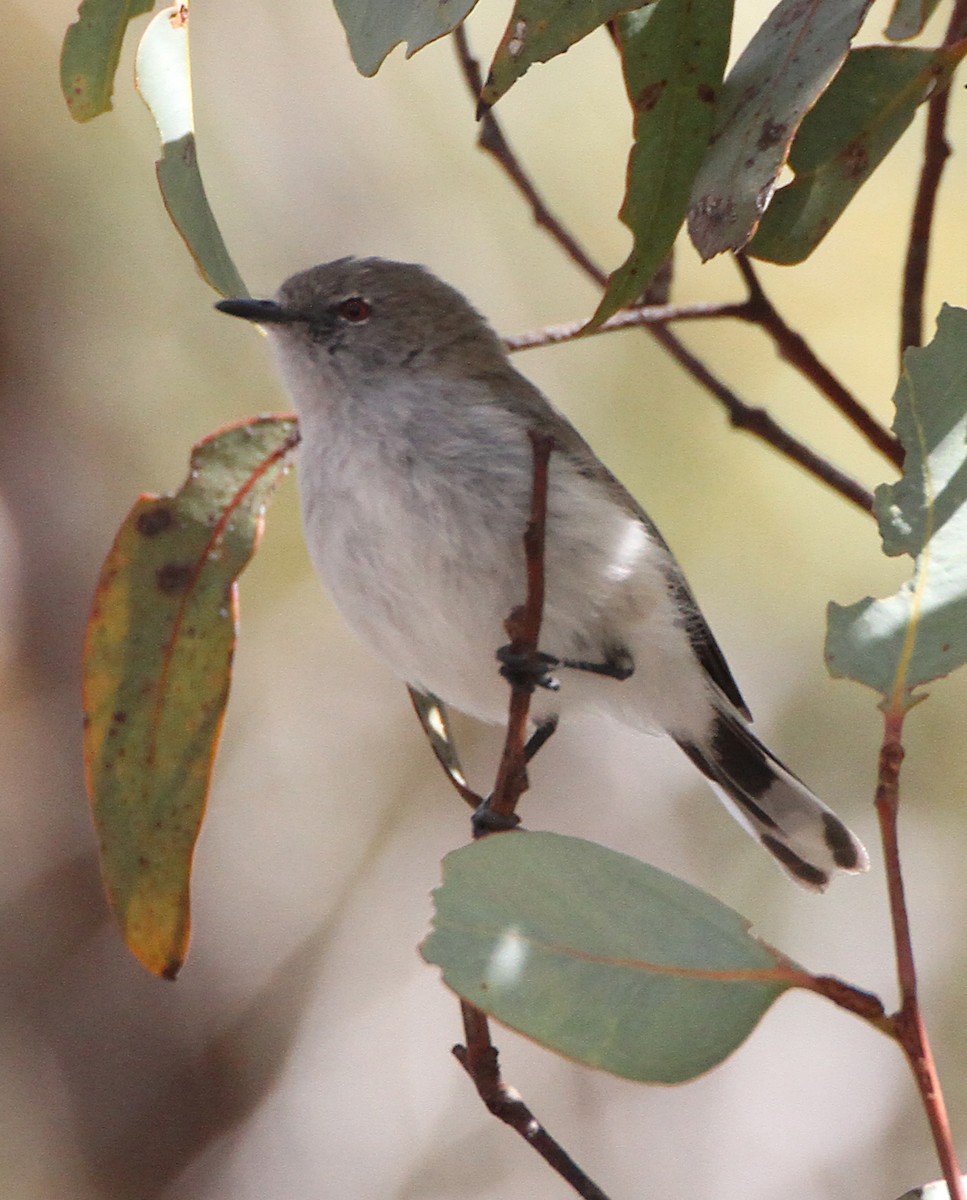 Белохвостая геригона - ML647816823