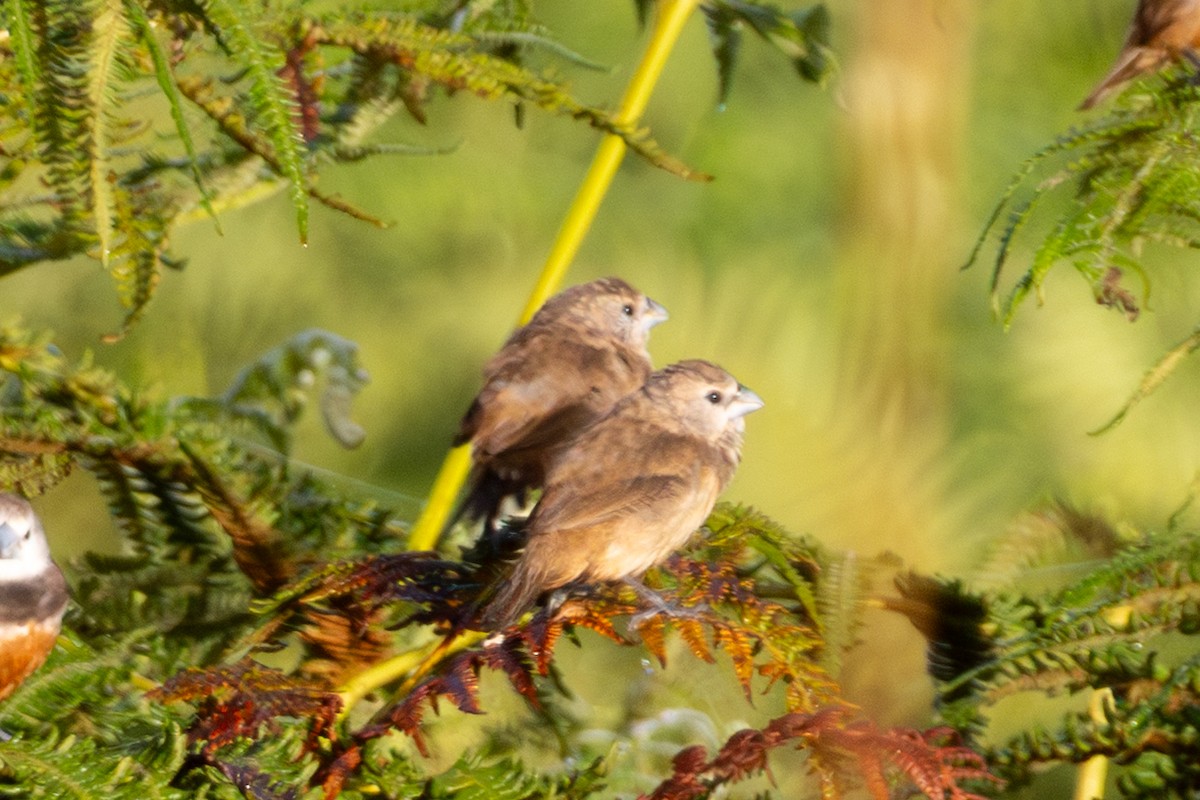 Белолицая муния - ML647816824