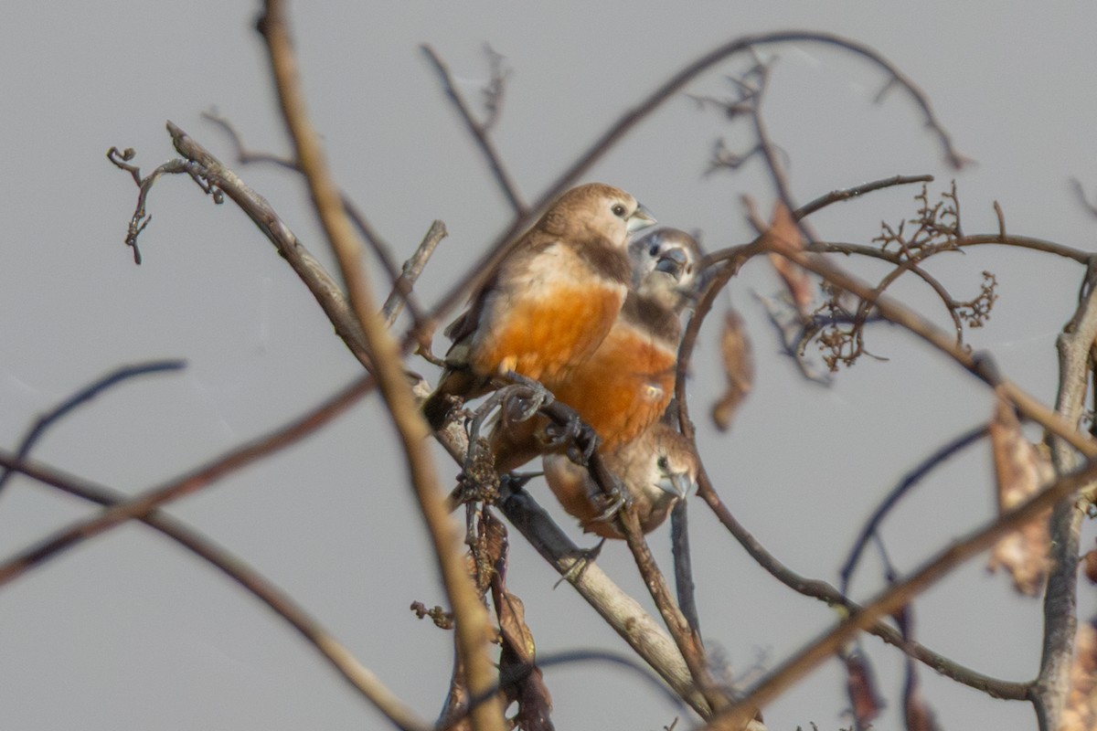 Белолицая муния - ML647816825