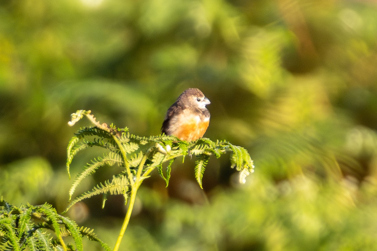 Белолицая муния - ML647816826