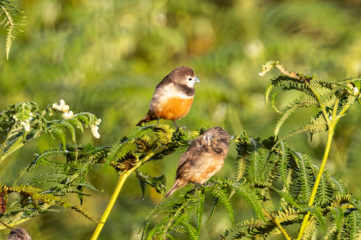 Белолицая муния - ML647816827