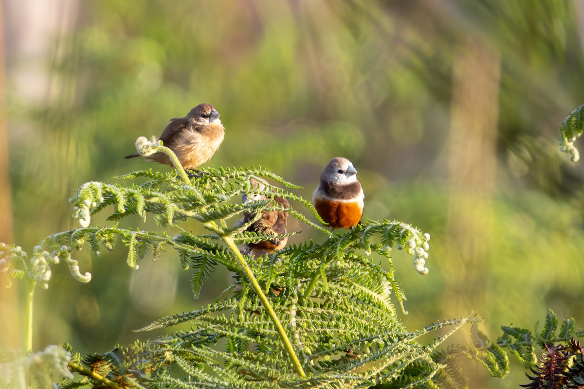 Белолицая муния - ML647816828