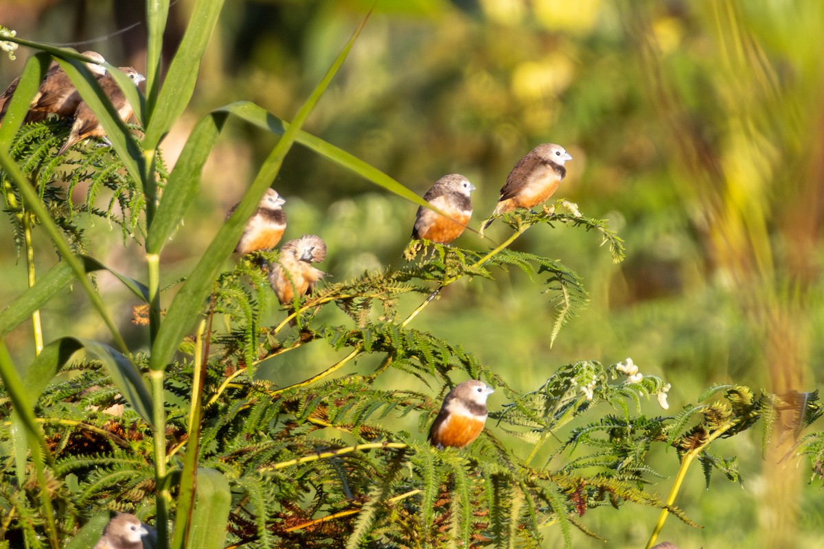 Белолицая муния - ML647816829