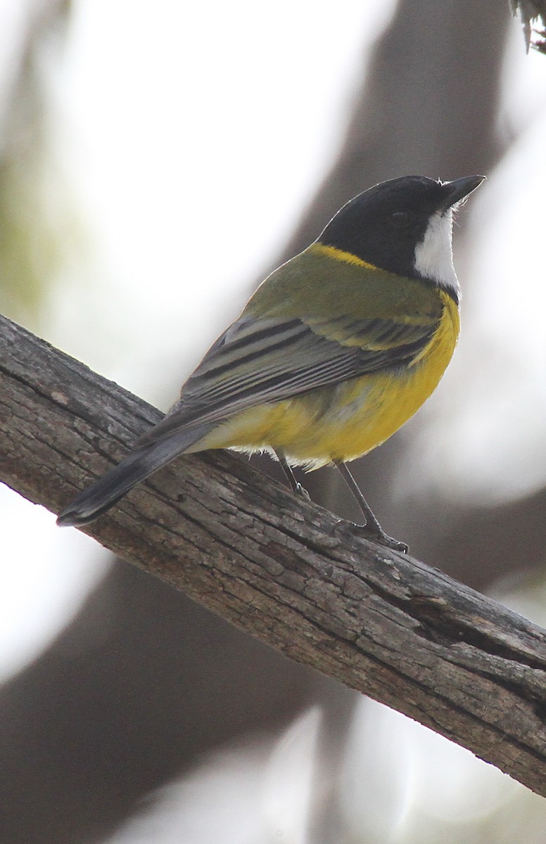 Golden Whistler (Western) - ML647816832