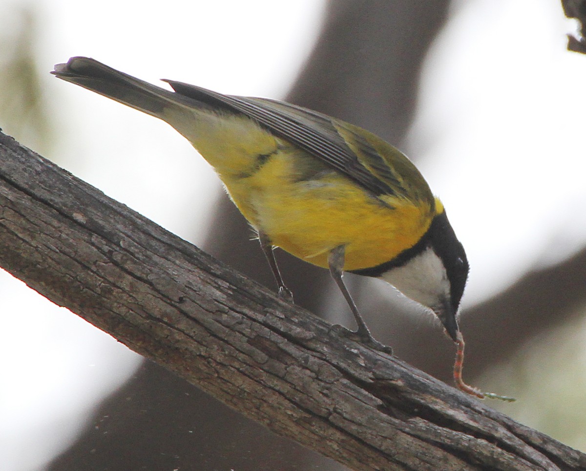 Golden Whistler (Western) - ML647816833