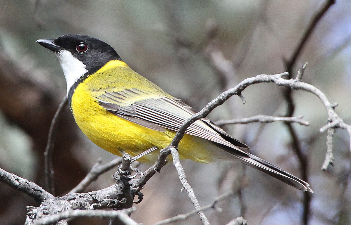 Golden Whistler (Western) - ML647816834