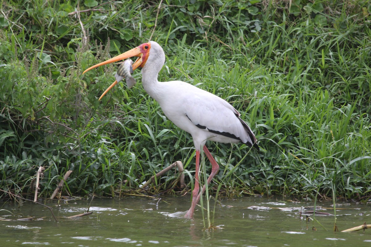 Африканский клювач - ML647816836