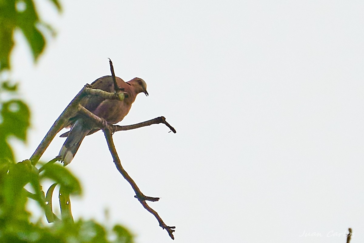 Красноглазая горлица - ML647816837