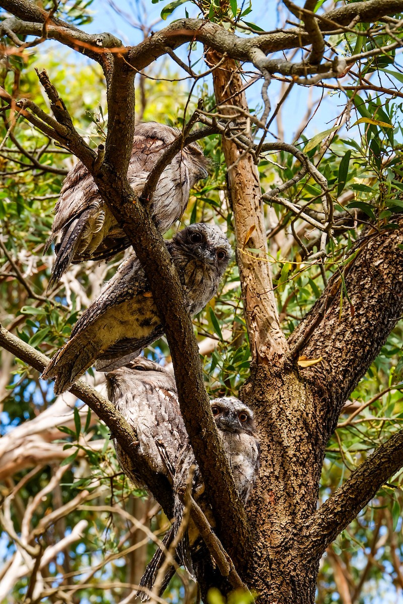 Исполинский лягушкорот - ML647816838