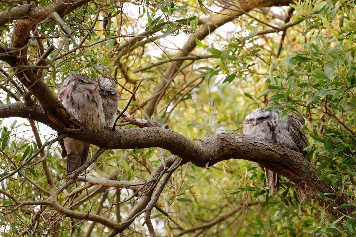 Исполинский лягушкорот - ML647816839