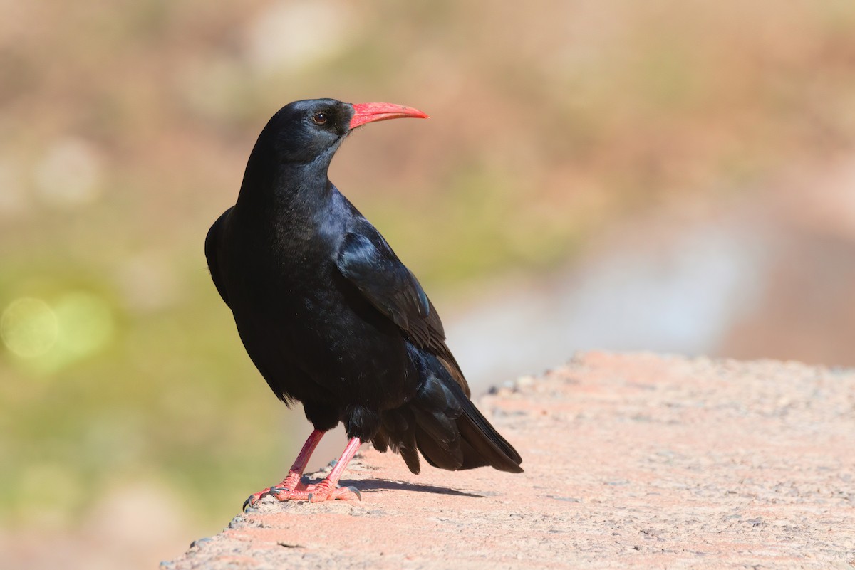 Клушица - ML647816840