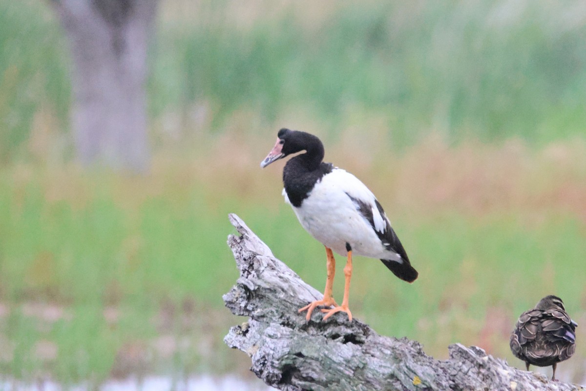 Полулапчатый гусь - ML647816841