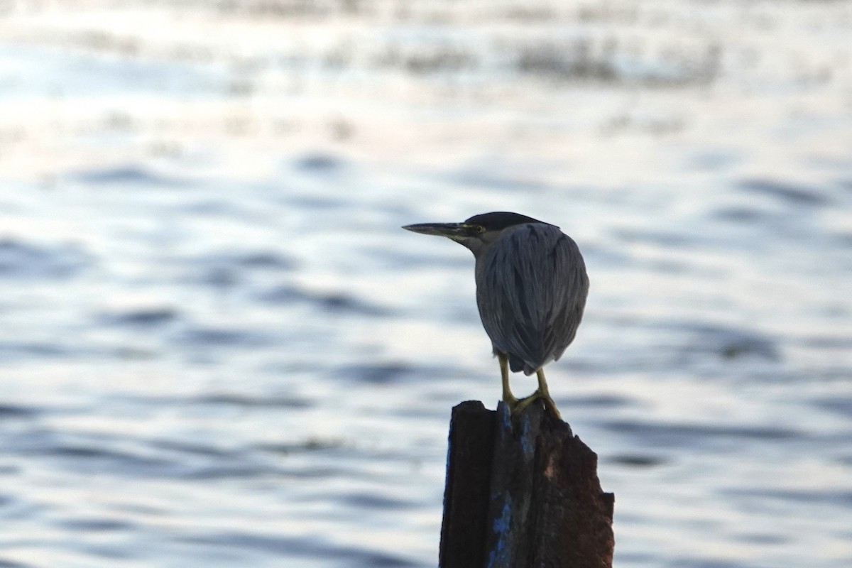 Little Heron - ML647816842