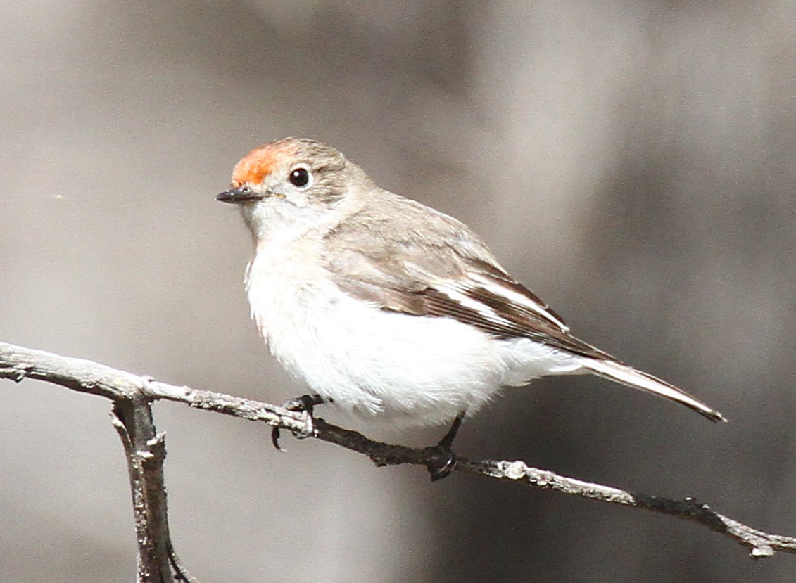 Краснолобая петроика - ML647816843