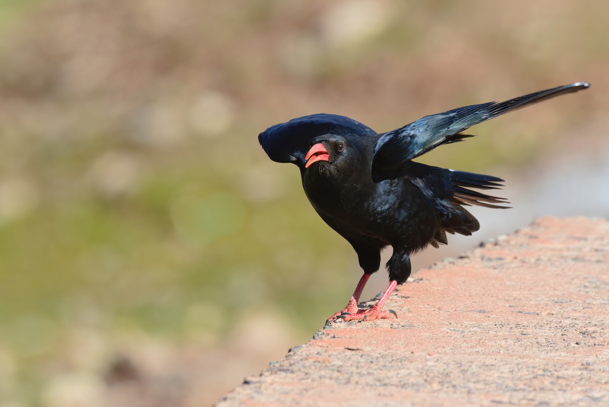 Клушица - ML647816844